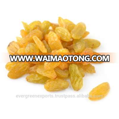 High Quality Raisins For Exports Golden Raisins