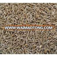 100% NATURAL CUMIN FOR SALE