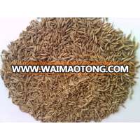 Cumin Seeds 99%