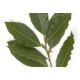 Bay Leaves