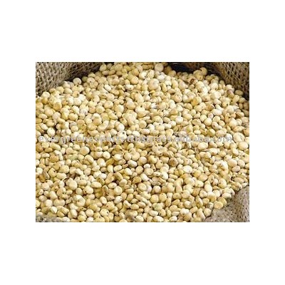 Sorghum