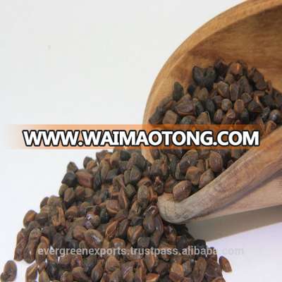 Cassia seed tea/cassia seed extract/ whole semen cassiae torae extracto