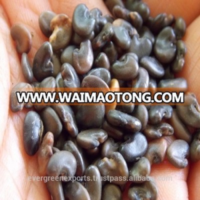 High Quality Sun Hemp Seeds from India for Export