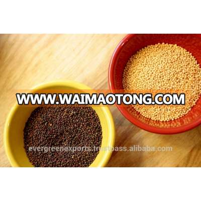 Black and Yellow Mustard Seeds Available