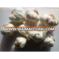 Fresh white garlic