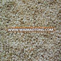 Natural white sesame seeds